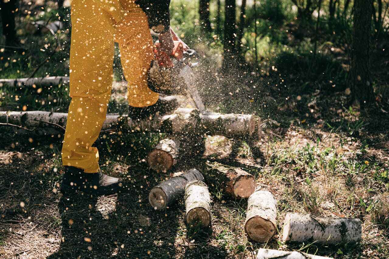 Best Tree Removal Near Me  in Becker, MN